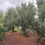 Los Tres Olivos