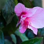 Typisch Kanarische Finca Elena Mit Eigenem Pool